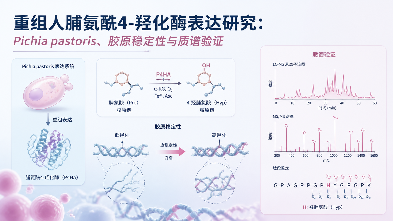 封面：重组人脯氨酰4-羟化酶表达研究：Pichia pastoris、胶原稳定性与质谱验证概念图
