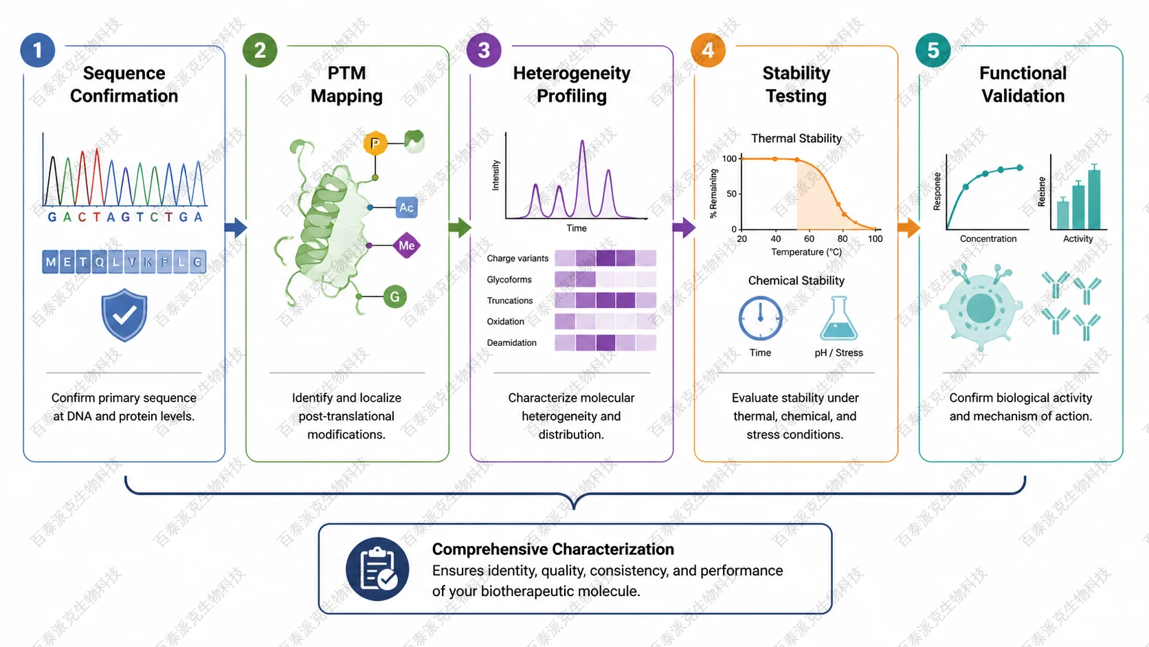 Workflow for antibody protein characterization from sequence confirmation to PTM mapping, heterogeneity profiling, stability testing, and functional validation with English labels