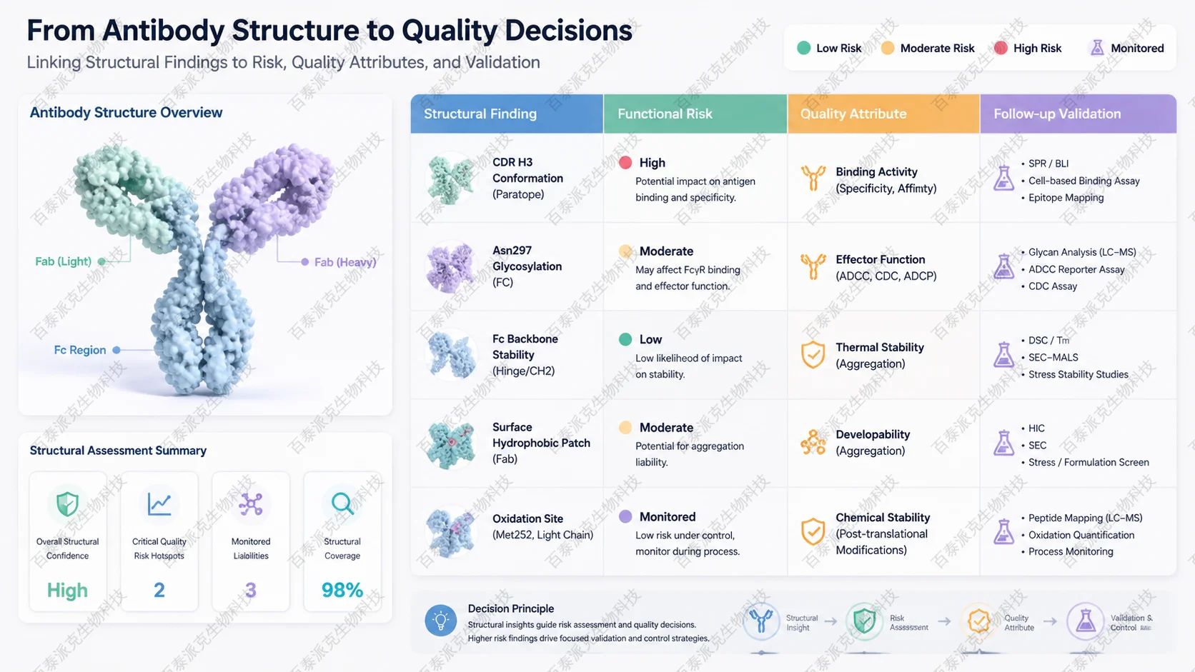 Decision matrix linking antibody structural findings to functional risk, quality attributes, and follow-up validation with English labels