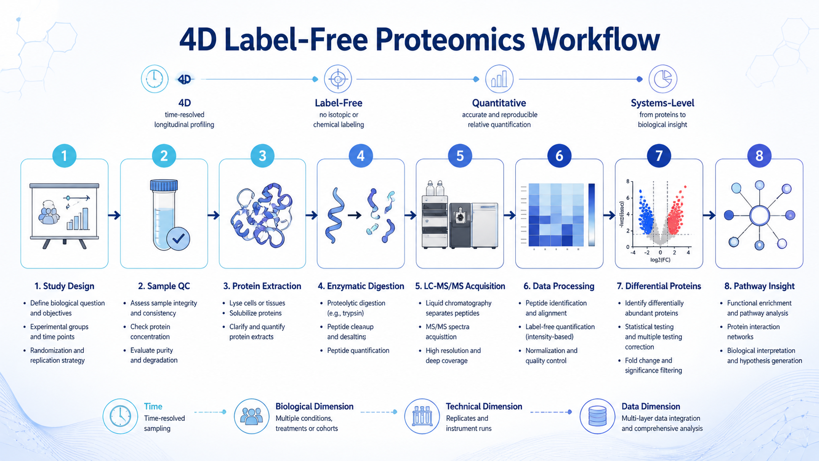 Workflow from experimental design to LC-MS/MS acquisition, data processing, differential proteins, and pathway interpretation with English labels