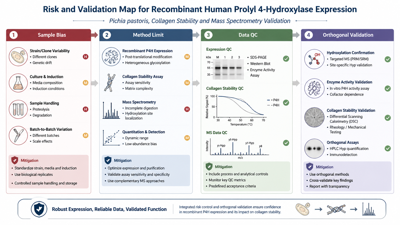 Risk and validation map for 重组人脯氨酰4-羟化酶表达研究：Pichia pastoris、胶原稳定性与质谱验证 with English labels: Sample Bias, Method Limit, Data QC, Orthogonal Validation