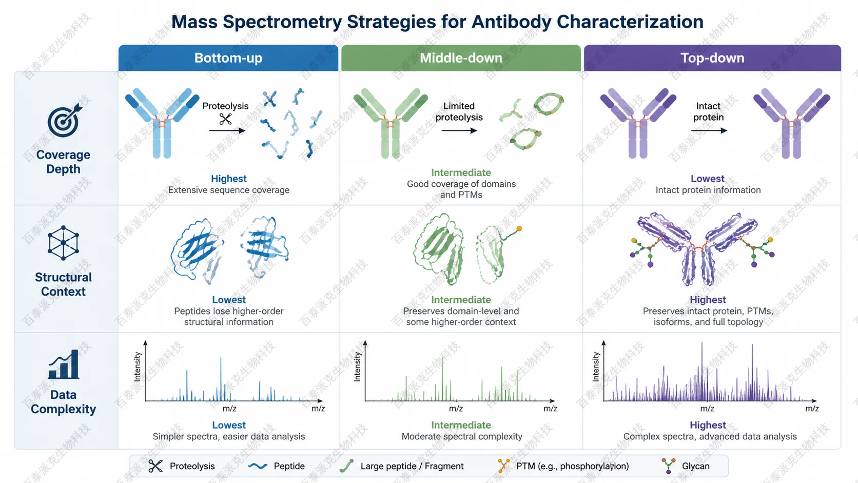 Comparison of bottom-up, middle-down, and top-down mass spectrometry strategies for antibody characterization with English labels