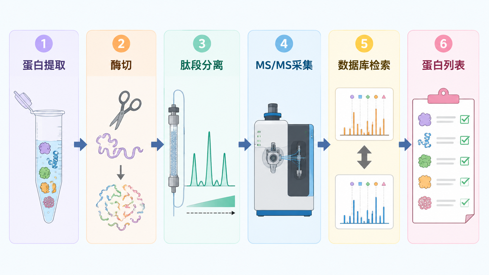 混合蛋白 LC-MS/MS 分析流程，包含蛋白提取、酶切、肽段分离、MS/MS 采集、数据库检索和蛋白列表输出