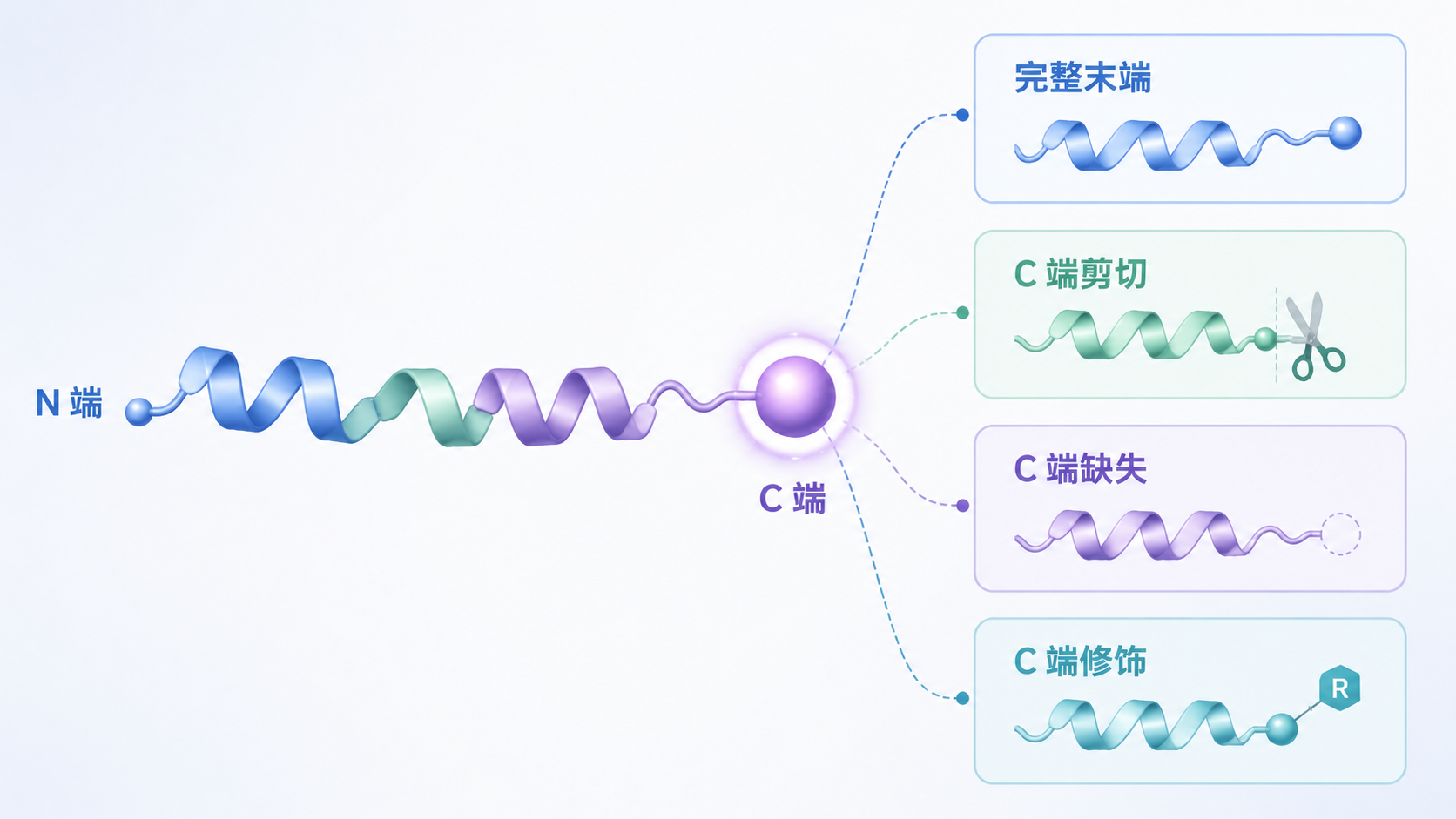 蛋白 C 端测序关注末端序列、剪切、缺失和修饰