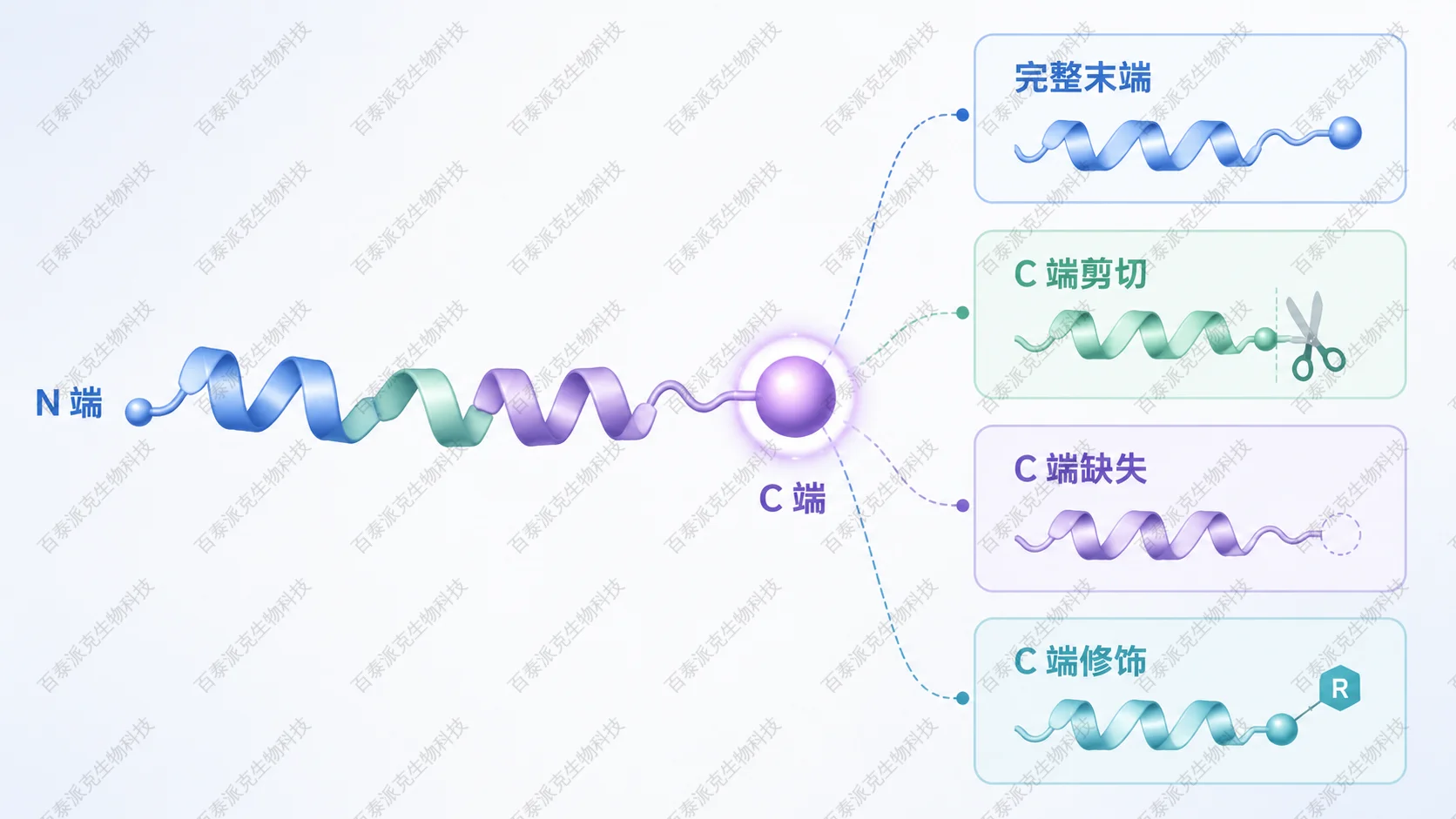蛋白 C 端测序关注末端序列、剪切、缺失和修饰