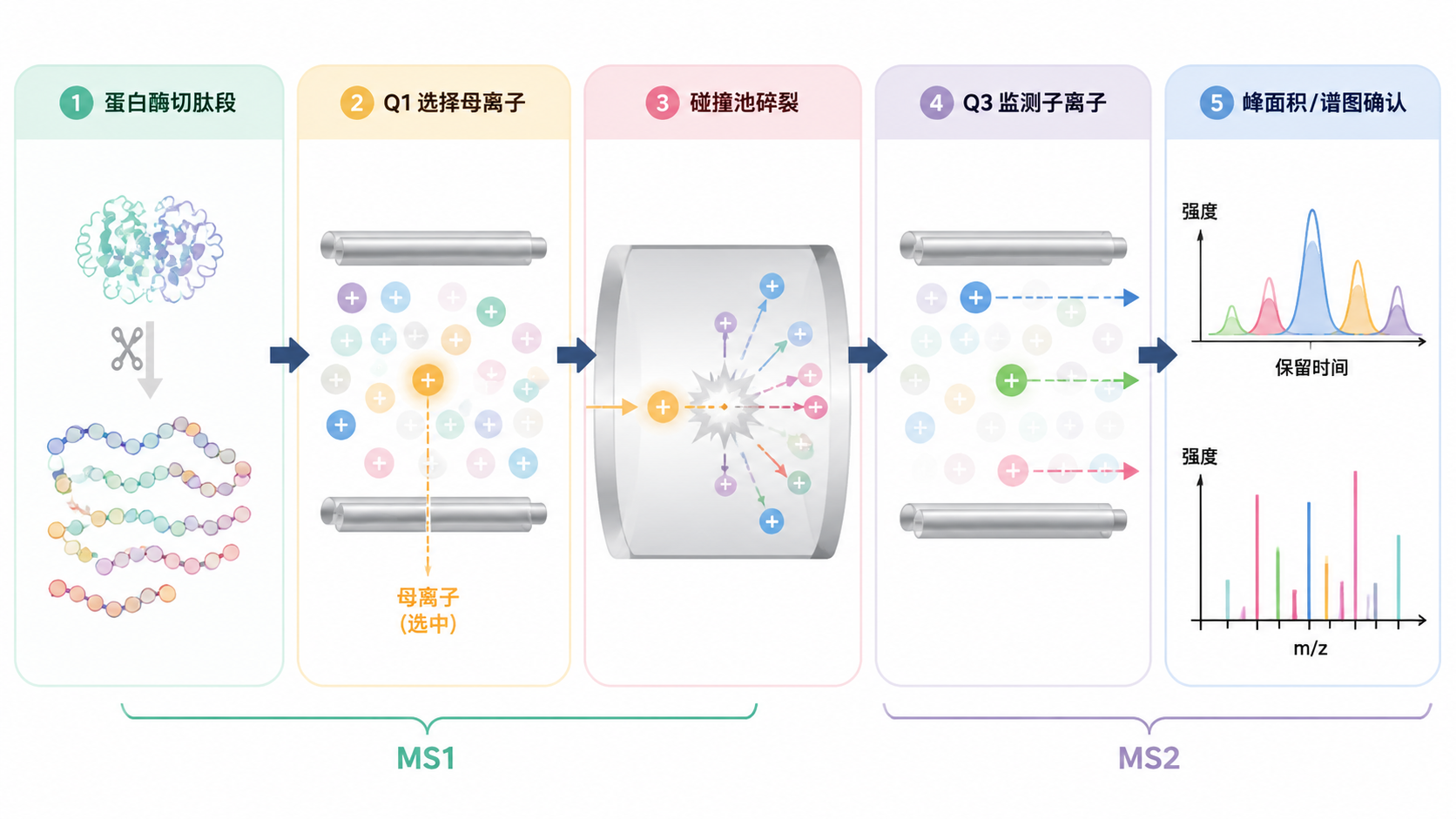 MS/MS 通过母离子筛选和碎片离子确认提高蛋白分析特异性 MS/MS 通过母离子筛选和碎片离子确认提高蛋白分析特异性