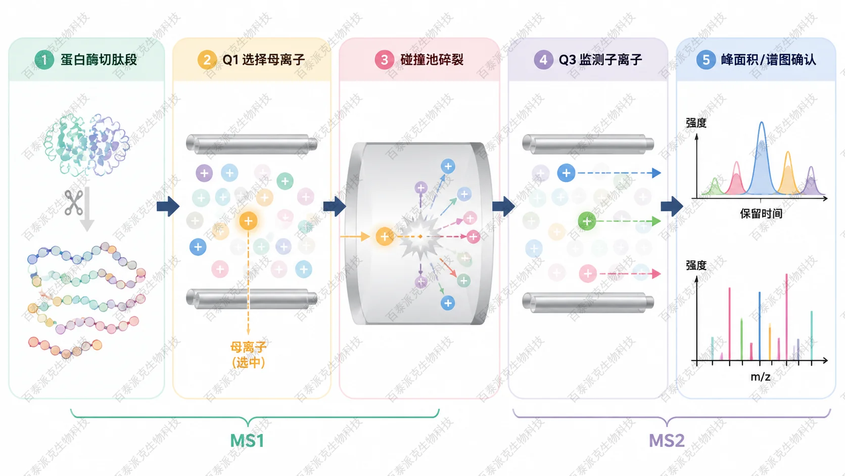 MS/MS 通过母离子筛选和碎片离子确认提高蛋白分析特异性 MS/MS 通过母离子筛选和碎片离子确认提高蛋白分析特异性