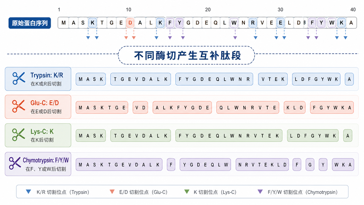 Glu-C 与 Trypsin 等蛋白酶产生互补肽段 Glu-C 与 Trypsin 等蛋白酶产生互补肽段