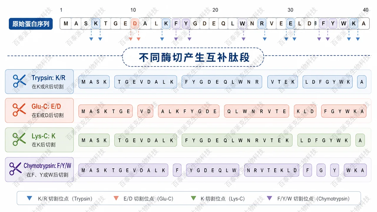 Glu-C 与 Trypsin 等蛋白酶产生互补肽段 Glu-C 与 Trypsin 等蛋白酶产生互补肽段