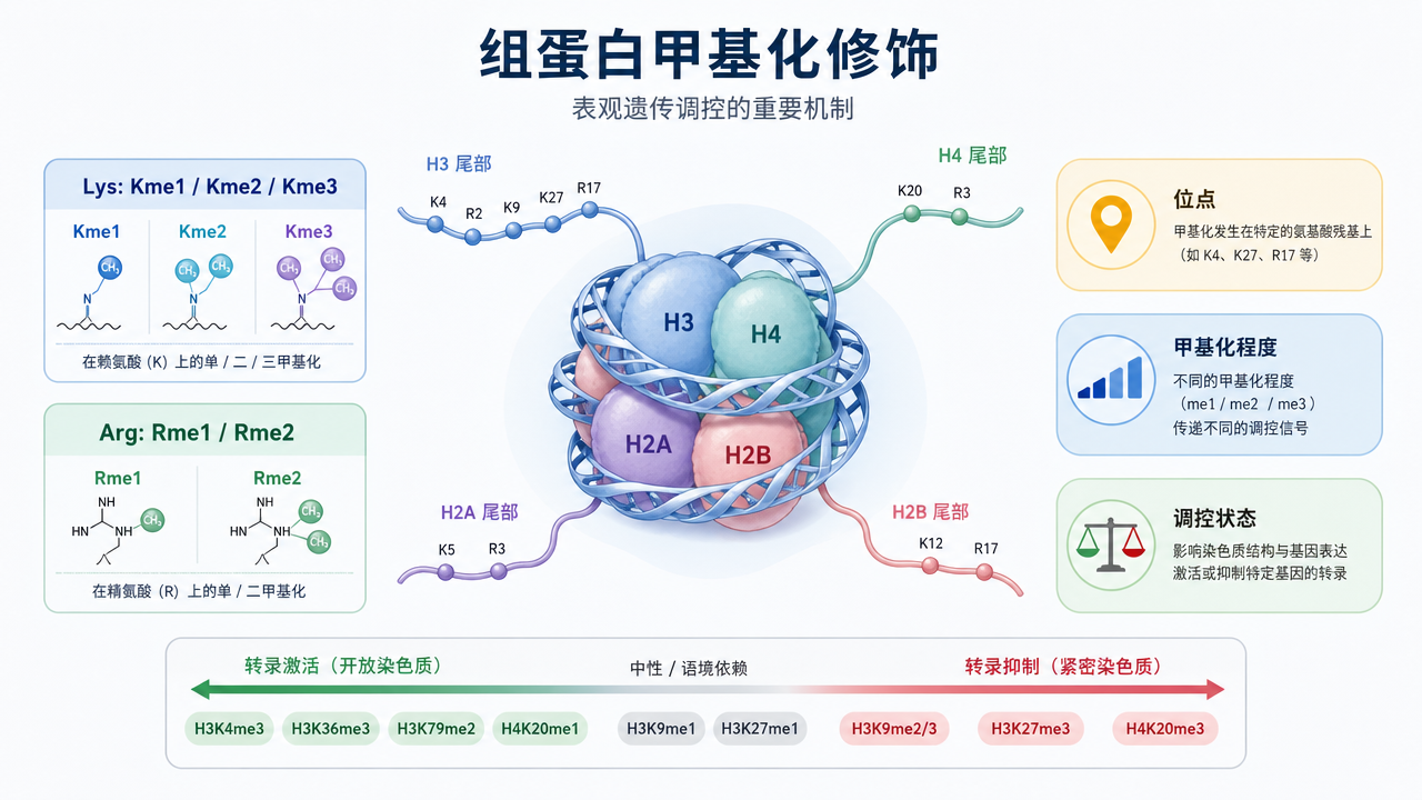 组蛋白 Lys 和 Arg 位点可发生不同程度甲基化修饰 组蛋白 Lys 和 Arg 位点可发生不同程度甲基化修饰