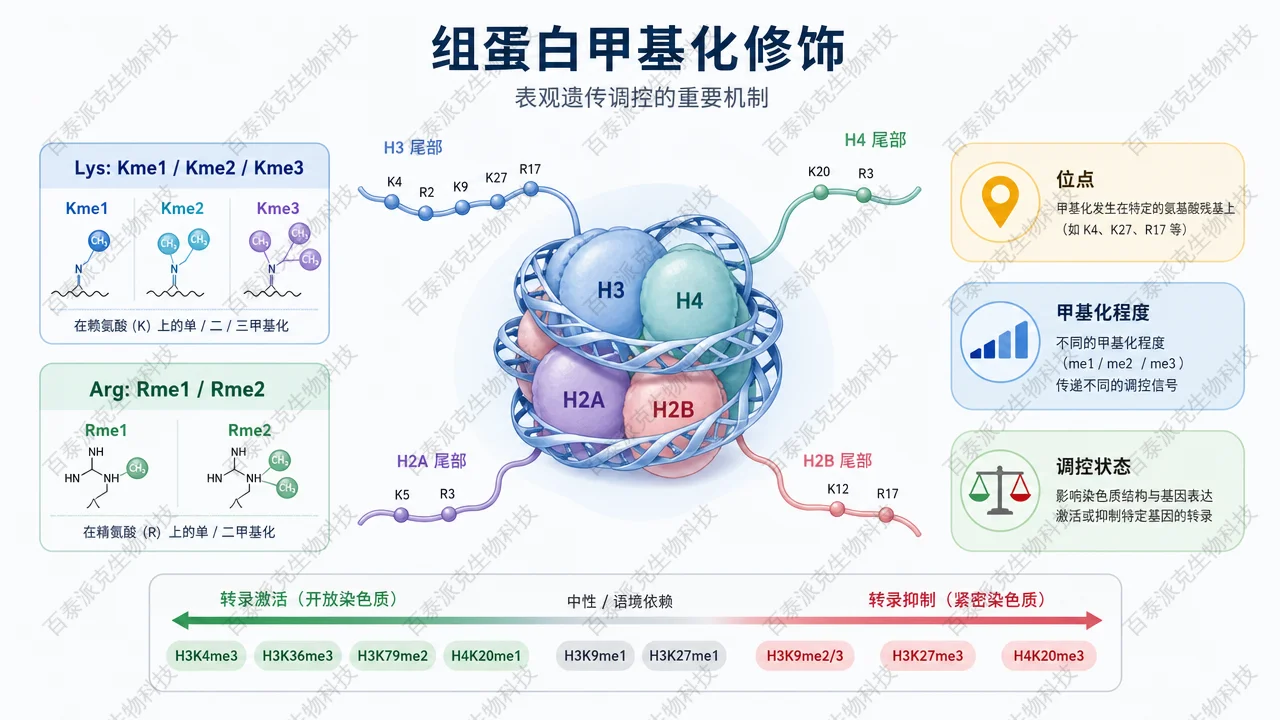 组蛋白 Lys 和 Arg 位点可发生不同程度甲基化修饰