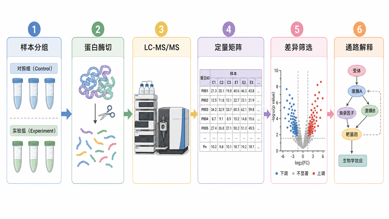 差异质谱分析从样本分组到差异蛋白筛选的基本逻辑