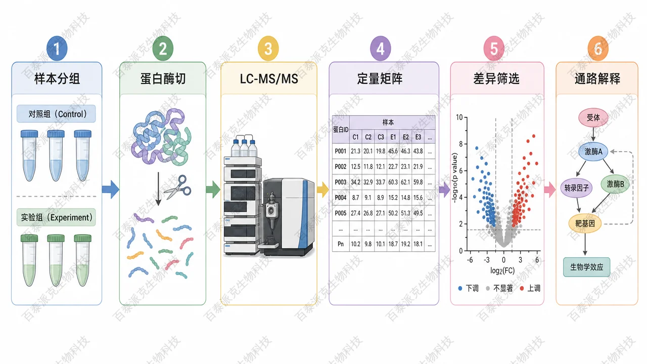 差异质谱分析从样本分组到差异蛋白筛选的基本逻辑