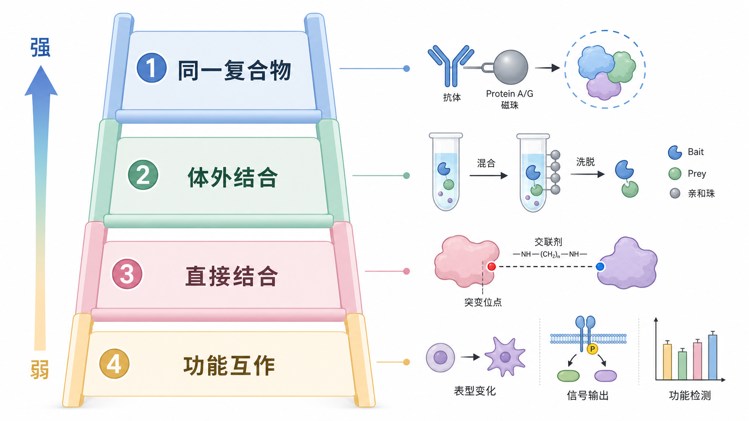 Co-IP 和 Pull-down 提供不同层级的蛋白互作证据