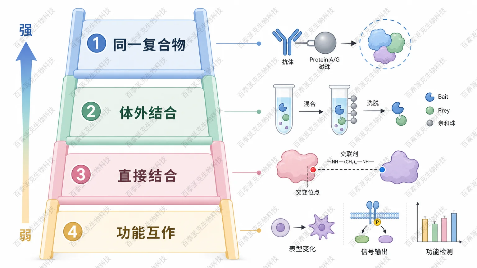 Co-IP 和 Pull-down 提供不同层级的蛋白互作证据 Co-IP 和 Pull-down 提供不同层级的蛋白互作证据