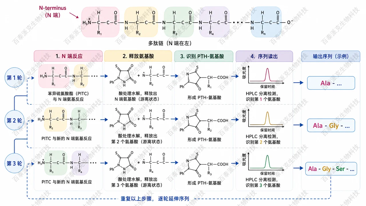 Edman 降解法逐轮读取蛋白 N 端氨基酸序列
