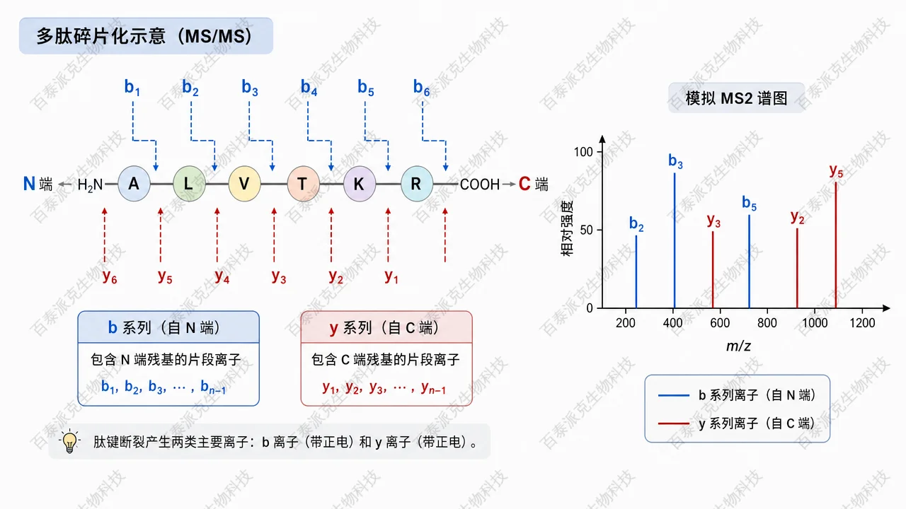b/y 碎片离子示意与肽段推断