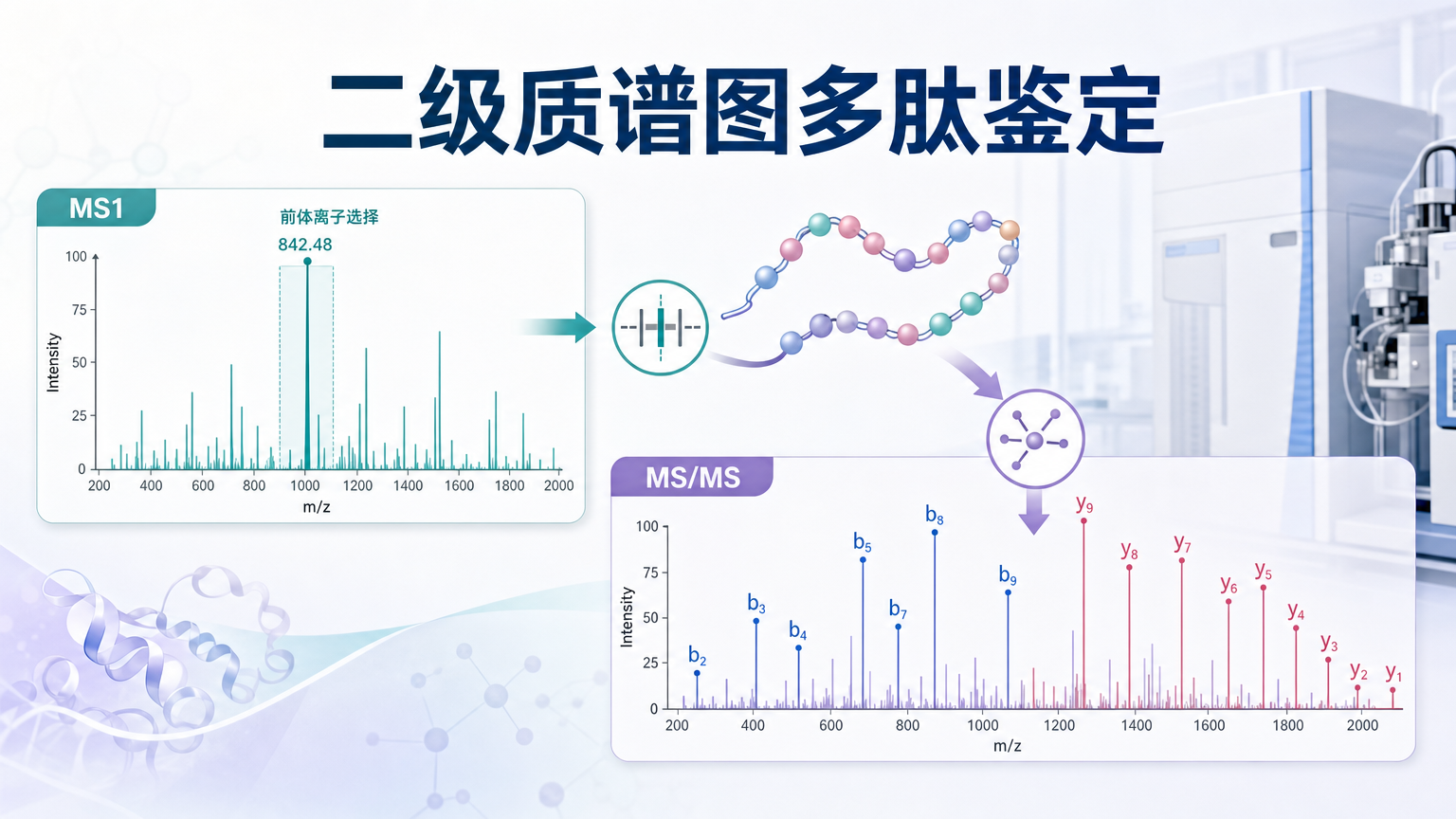封面：二级质谱图多肽鉴定与 MS/MS 谱图解析