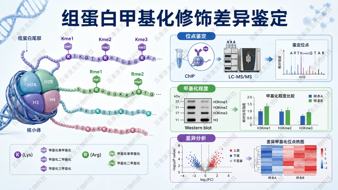 封面：组蛋白甲基化修饰差异鉴定