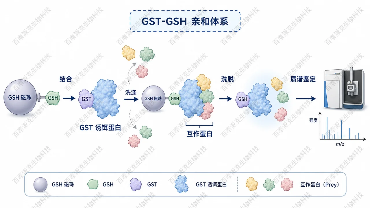 GST 融合诱饵蛋白通过谷胱甘肽磁珠捕获互作蛋白 GST 融合诱饵蛋白通过谷胱甘肽磁珠捕获互作蛋白