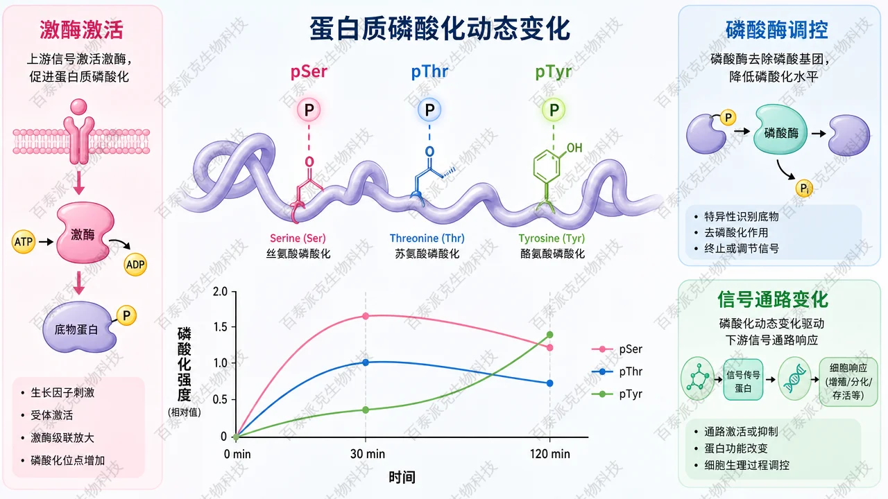 蛋白磷酸化位点在刺激、时间和疾病状态下动态变化