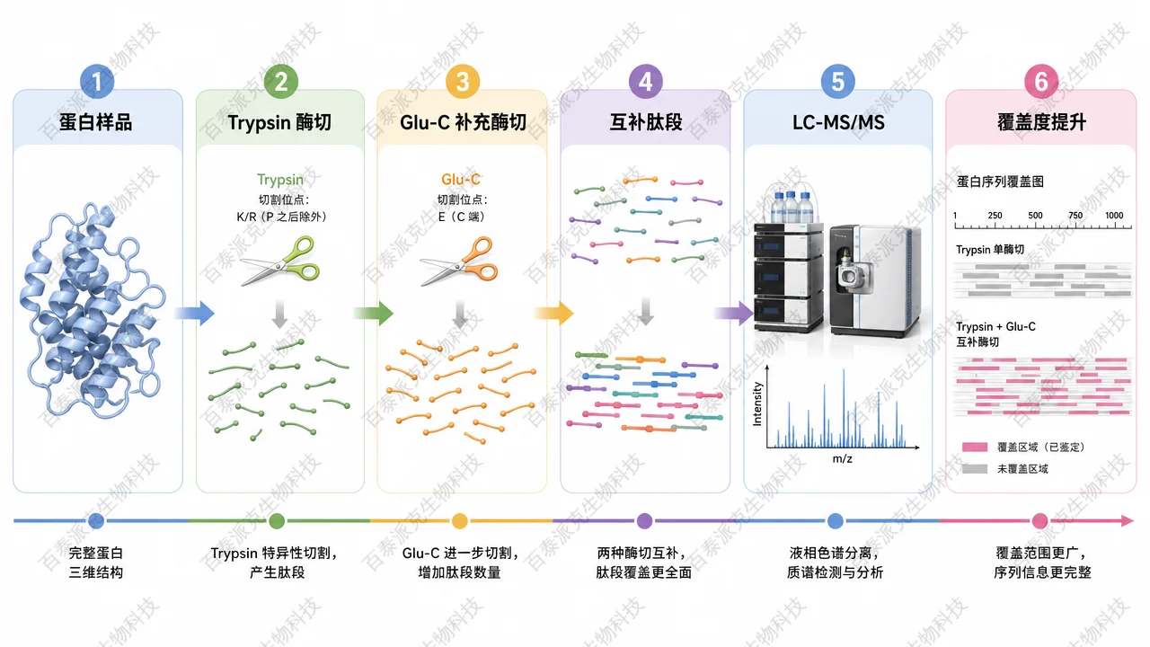 Glu-C 多酶切策略提升蛋白序列覆盖度 Glu-C 多酶切策略提升蛋白序列覆盖度