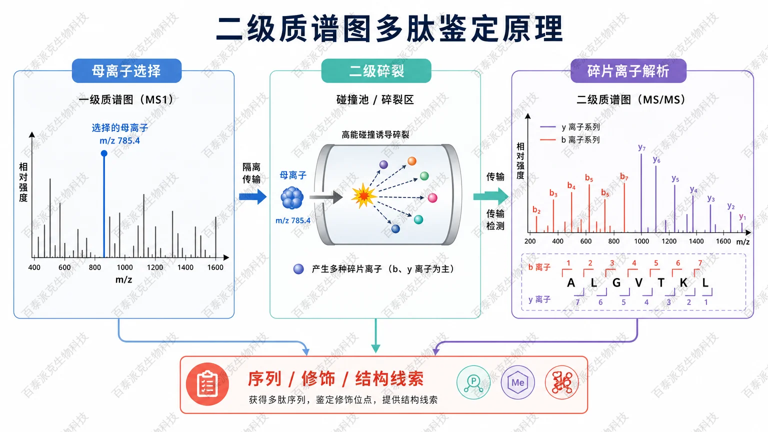 MS/MS 通过选择母离子并解析碎片离子鉴定多肽