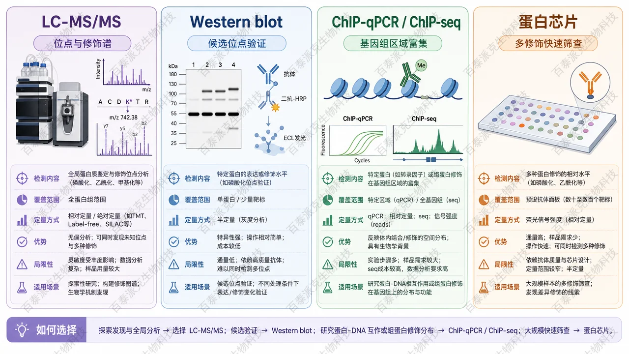 LC-MS/MS、ChIP 和 Western blot 在组蛋白甲基化差异鉴定中的侧重点
