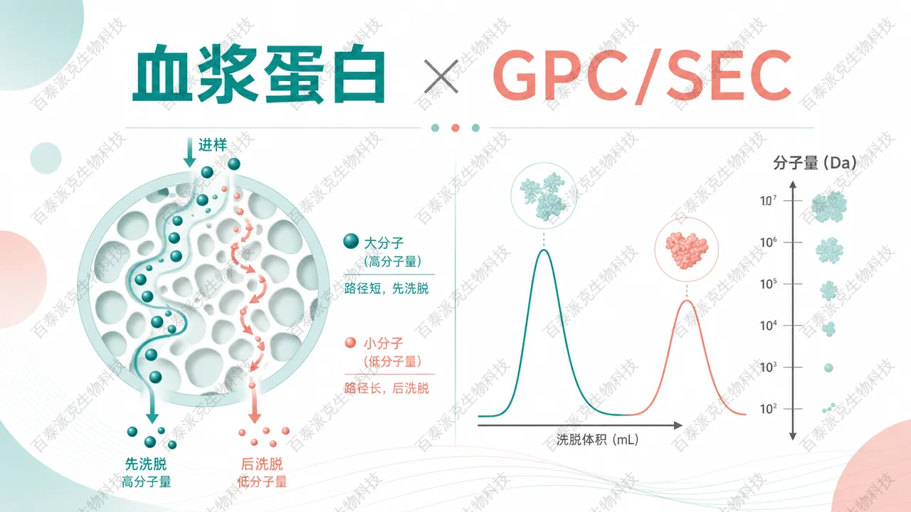 封面：血浆蛋白 GPC／SEC 表征