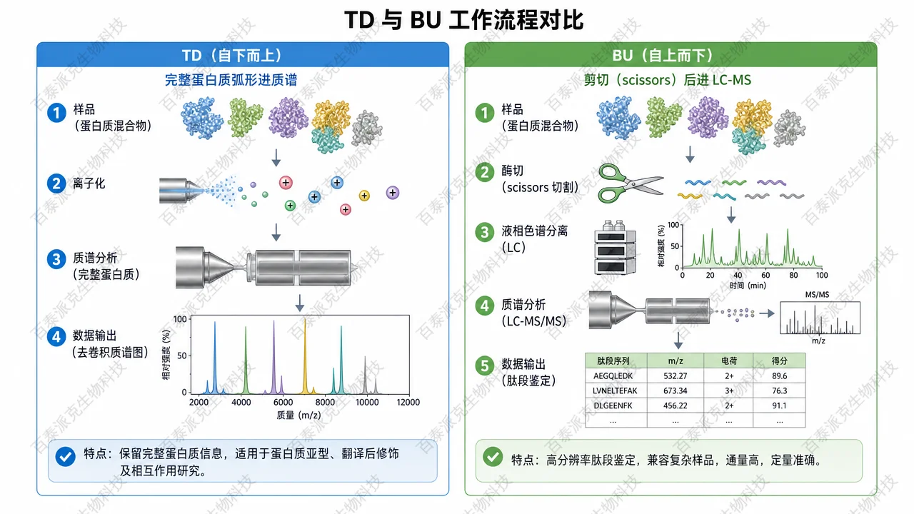 自上而下 vs 自下而上的质谱数据采集思路