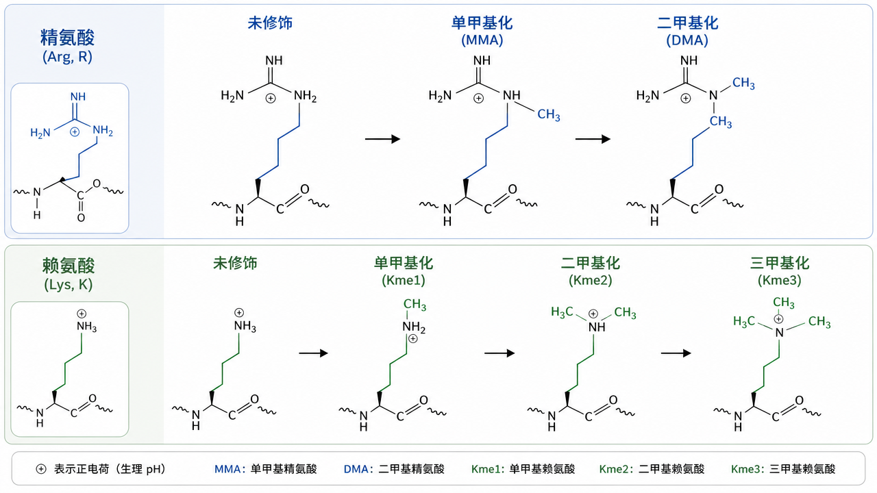 精氨酸与赖氨酸侧链甲基化的常见化合价态分型 精氨酸与赖氨酸侧链甲基化的常见化合价态分型