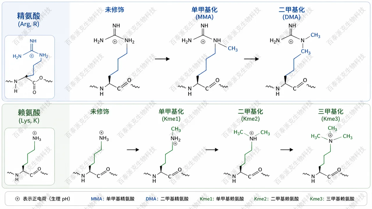 精氨酸与赖氨酸侧链甲基化的常见化合价态分型