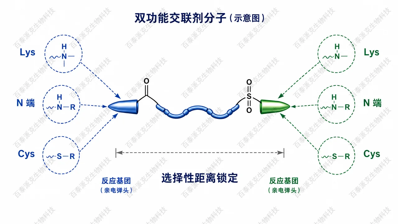 双功能交联剂如何把两个邻近残基连接起来