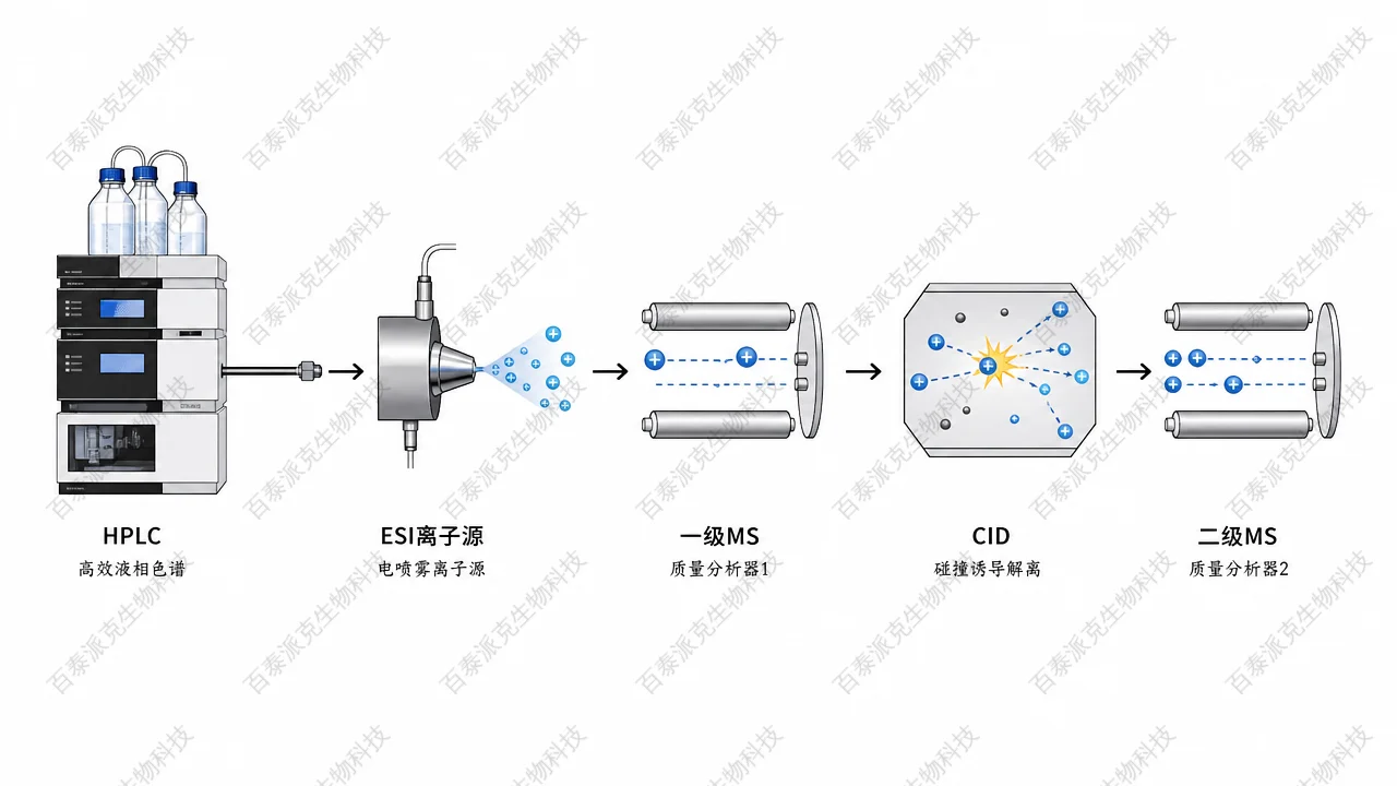 LC→MS→MS/MS 概念链：分离、电离、选择与碎裂