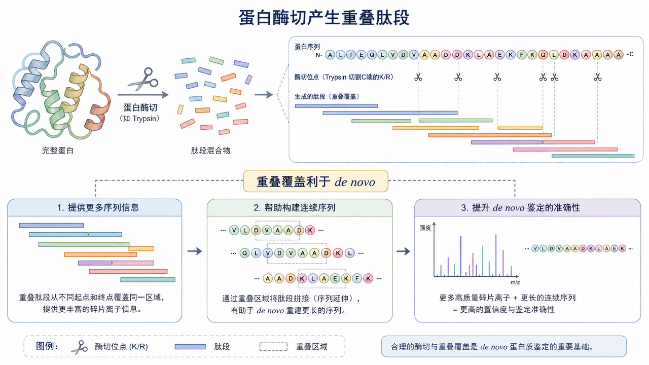酶切策略与重叠肽段可提高覆盖可信度