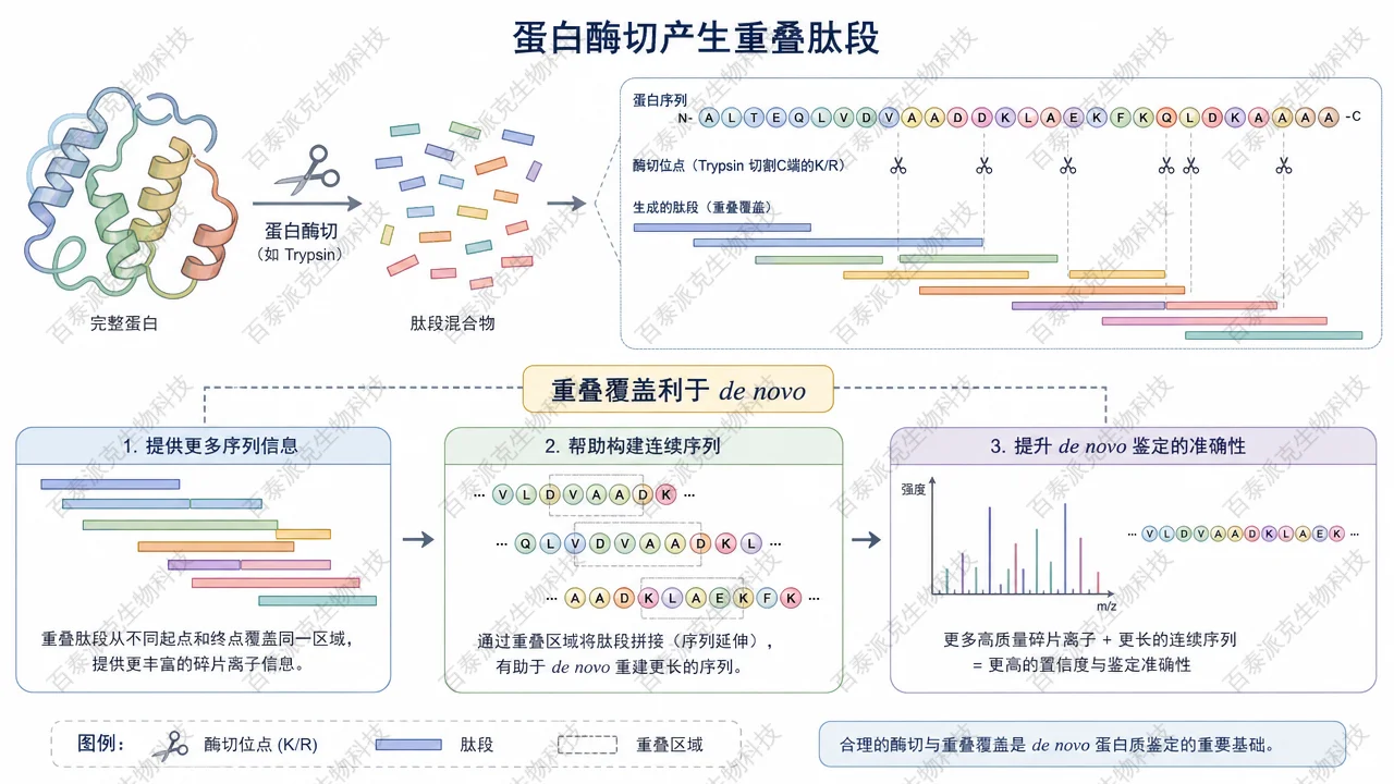 酶切策略与重叠肽段可提高覆盖可信度