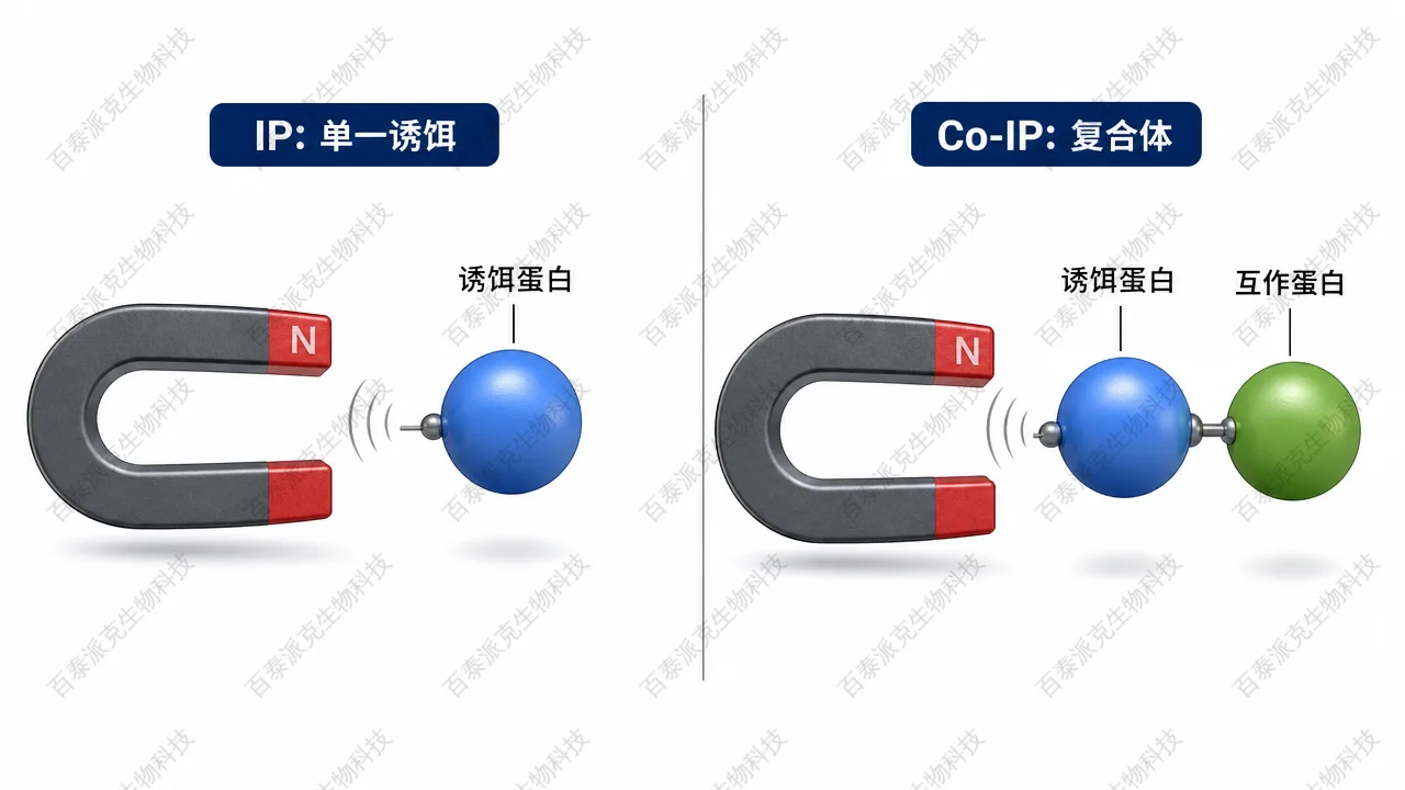 概念：单一抗原富集（IP）与共沉淀复合物（Co-IP）