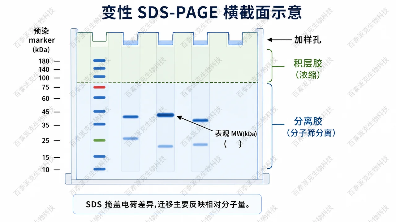 SDS-PAGE 分离原理与分子量判读示意