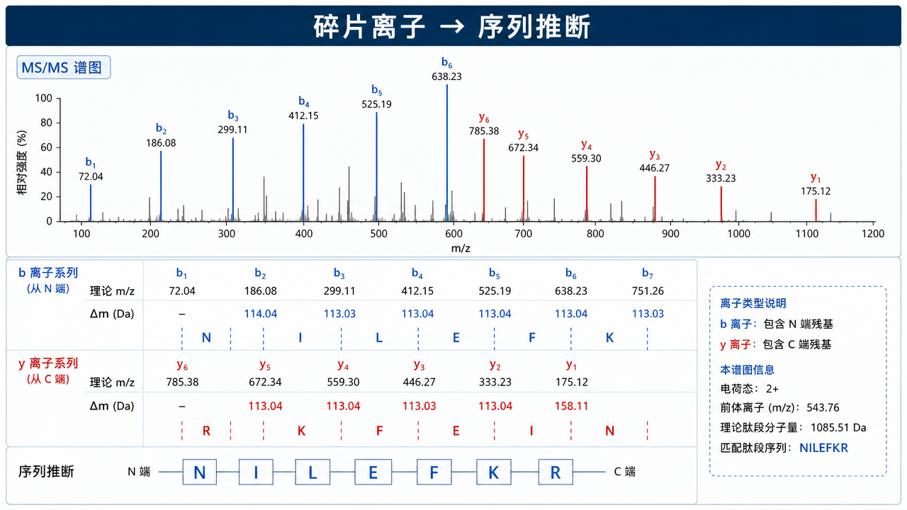 從碎片譜到序列推斷與拼接驗證的示意