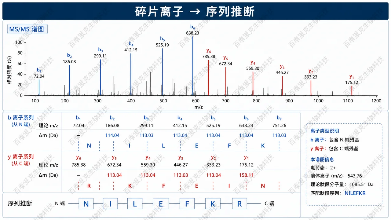 从碎片谱到序列推断与拼接验证的示意