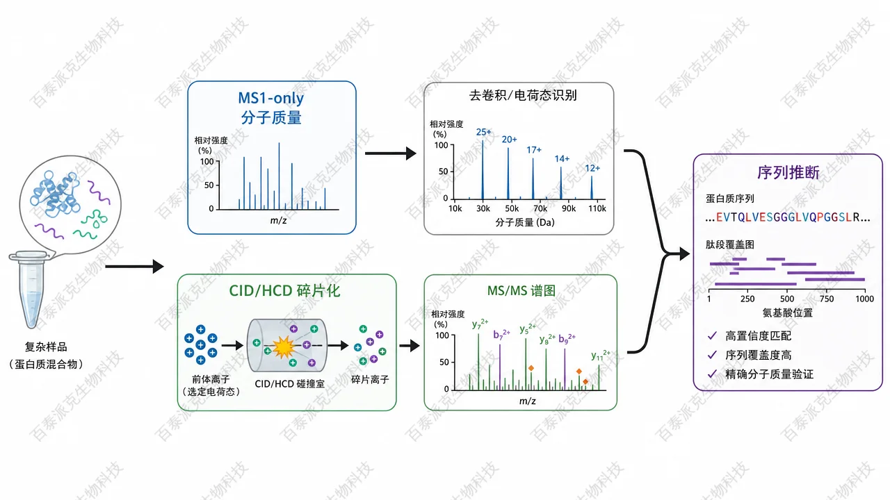 由 MS¹ 快照走向 MS² 结构证据
