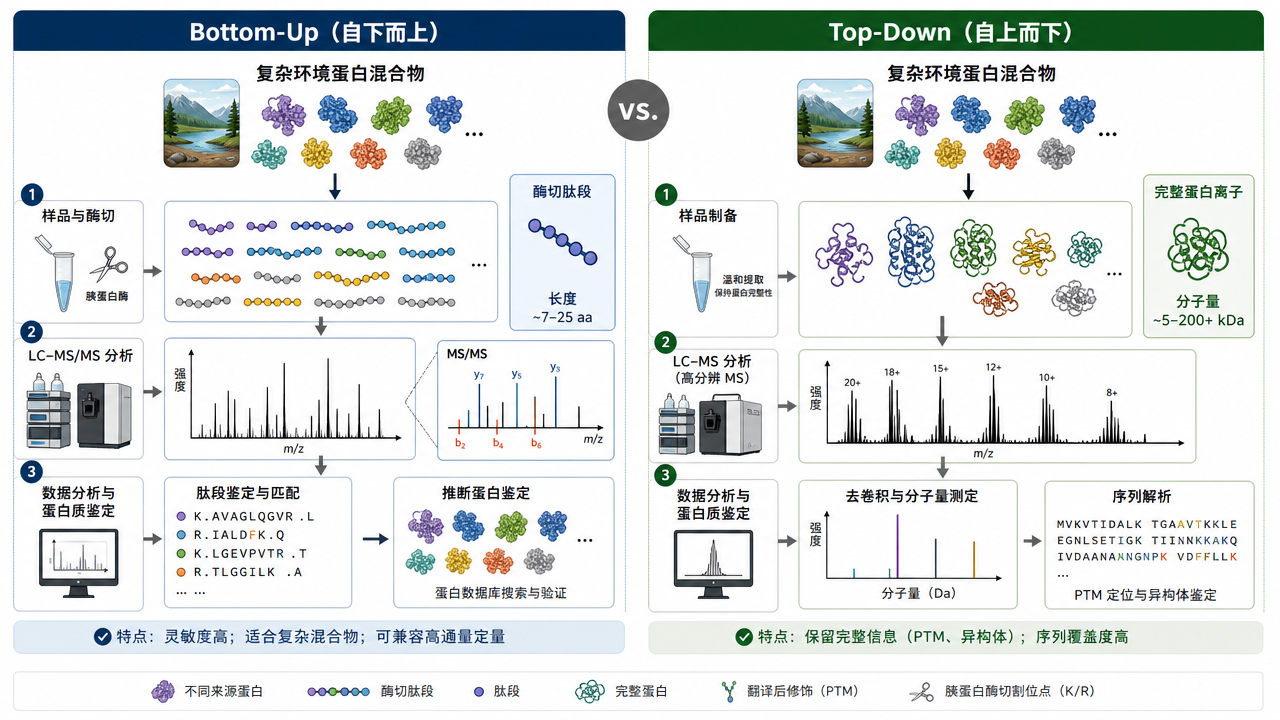 酶切 bottom‑up 与完整蛋白自上而下路径对比