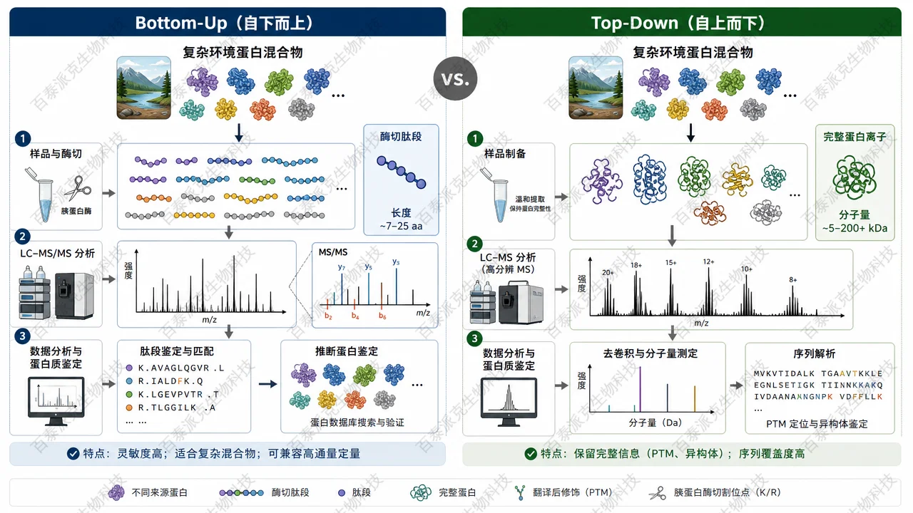 酶切 bottom‑up 与完整蛋白自上而下路径对比