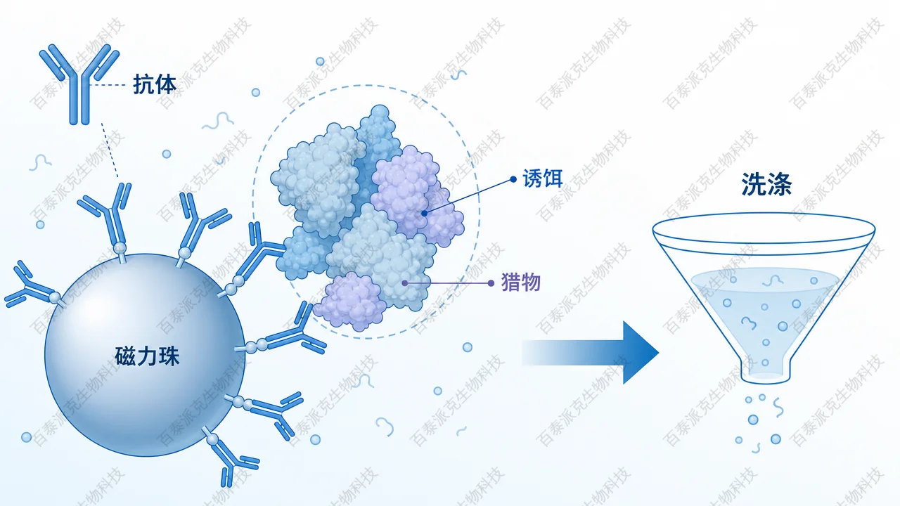IP：抗体—磁珠富集诱饵蛋白复合物示意