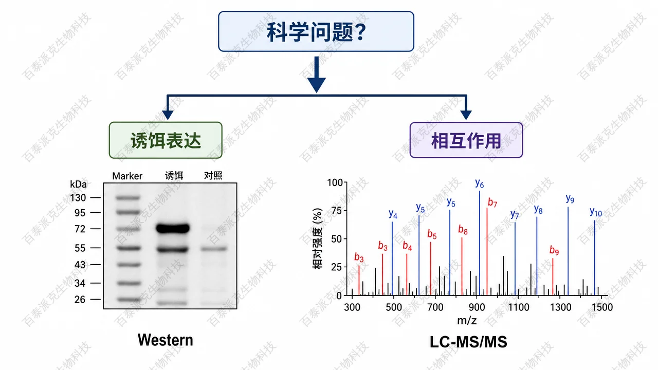 根据科学问题在下游选择 WB 或 LC-MS/MS