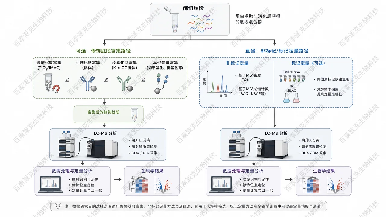 从肽段制备到定量分支的流程草图