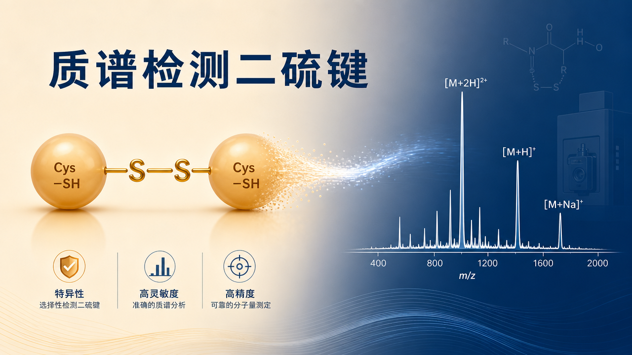 封面：二硫键维持的立体结构与质谱读出