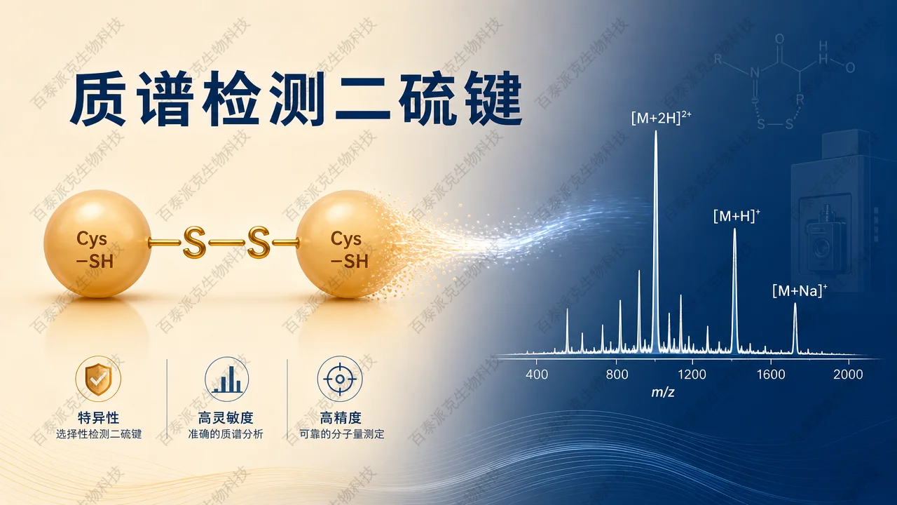 封面：二硫键维持的立体结构与质谱读出