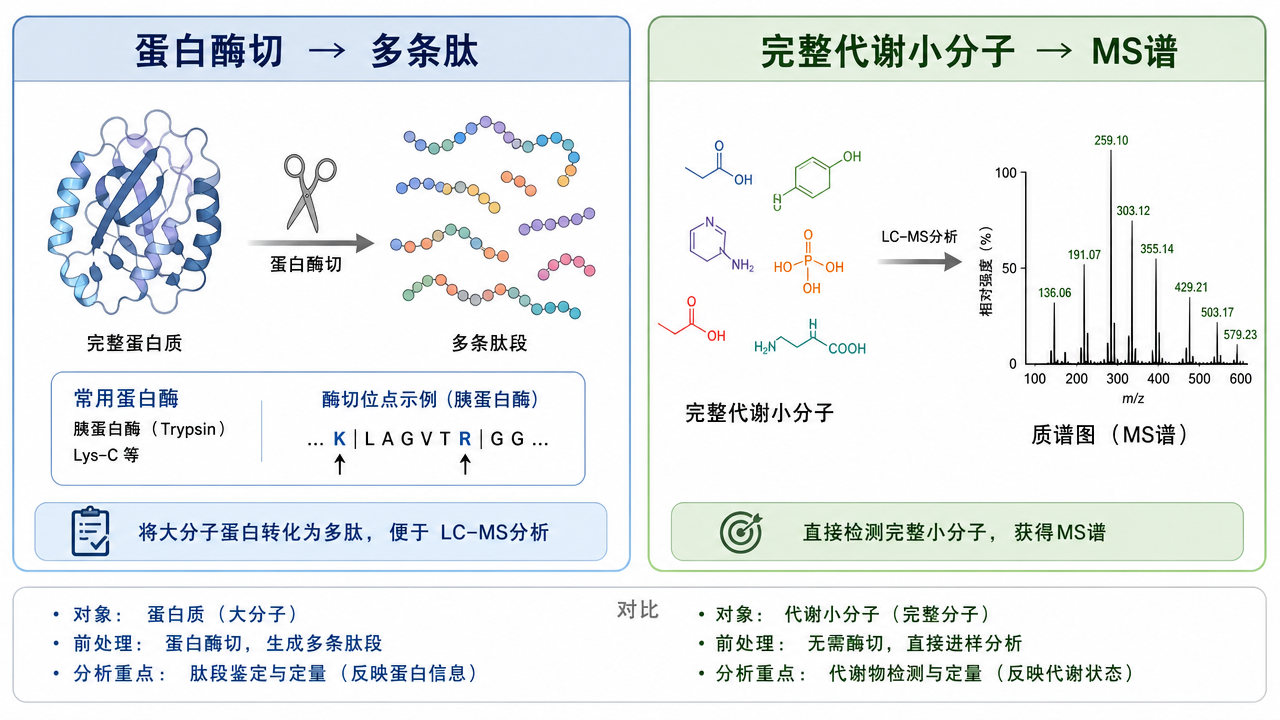 蛋白:酶切片段→推断整体;代谢:小分子整体读出(示意图) 蛋白:酶切片段→推断整体;代谢:小分子整体读出(示意图)