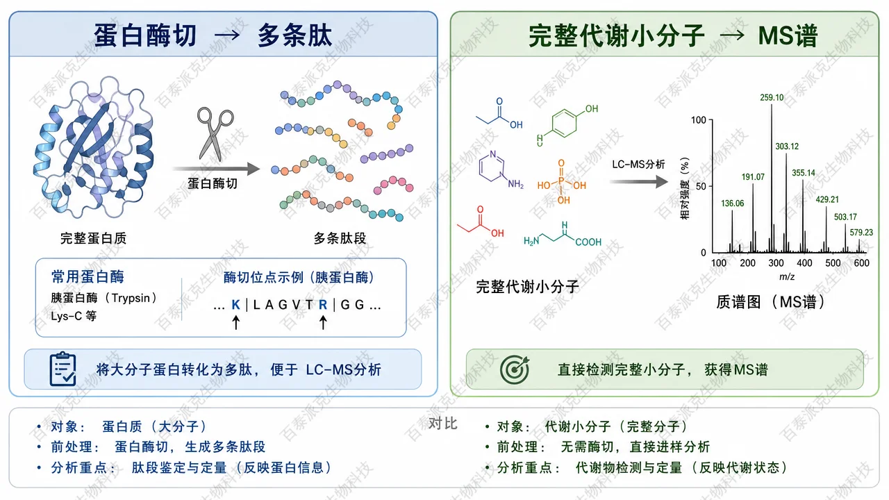 蛋白：酶切片段→推断整体；代谢：小分子整体读出（示意图）